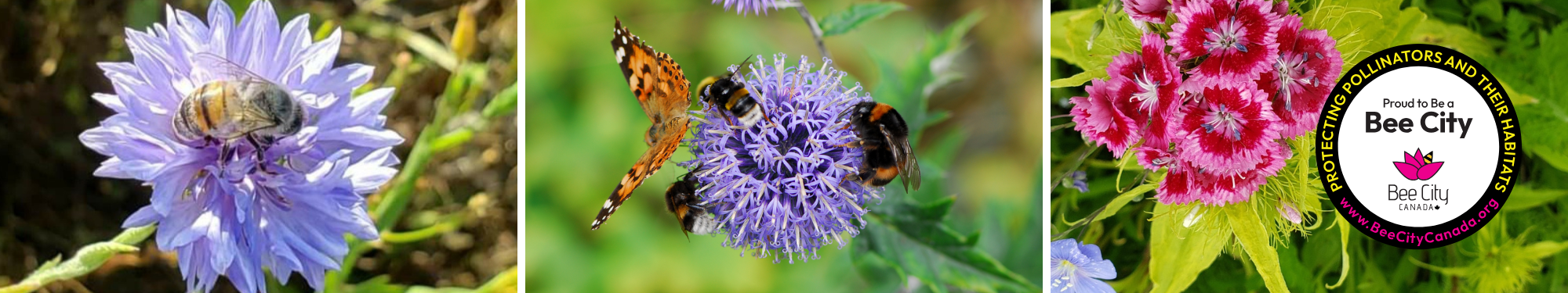 Close-up images of bees and a butterfly pollinating vibrant purple and pink flowers, alongside the Bee City Canada logo with the message: 'Proud to be a Bee City – Protecting pollinators and their habitats.