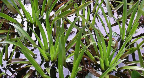 Water Soldier